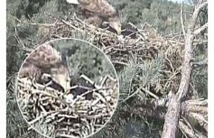 a7b8fba62d8eecb4631a2f2f3f7855f5087