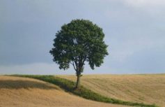 58e9ca117e137621704380e580274dc8e4b