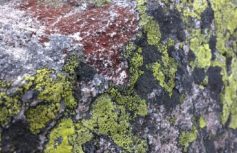 28f87c541be01c5daa052eaa35f1fea8a69