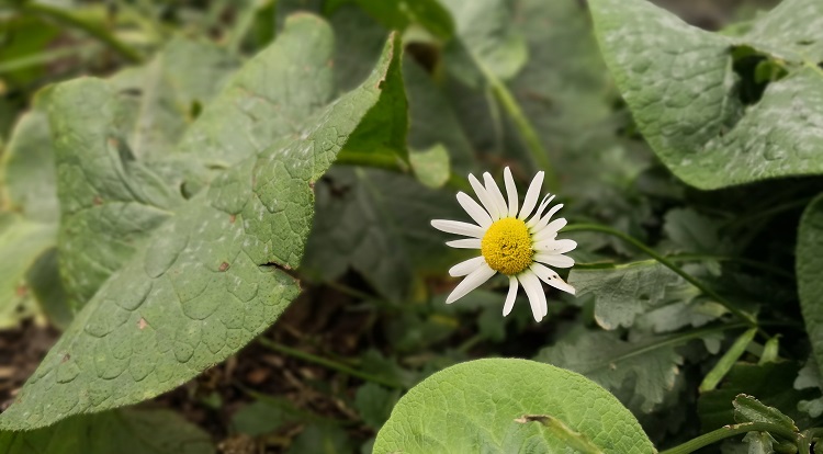 Zdjęcie wykonane Huawei Mate 10 Pro