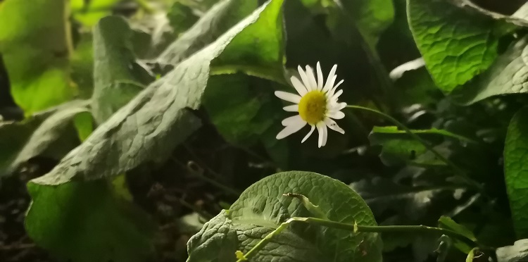 Zdjęcie wykonane Huawei Mate 10 Pro