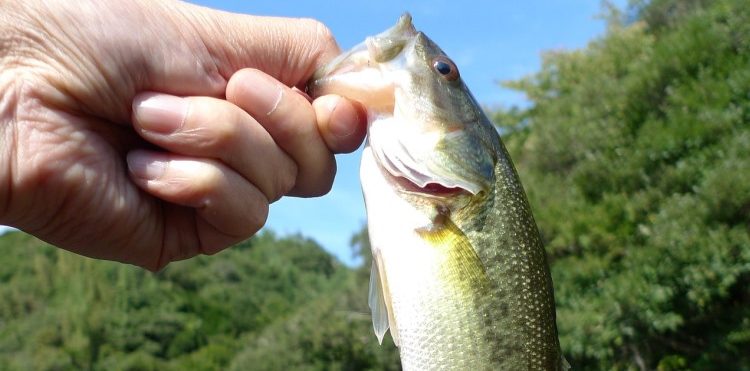 Przyszło lato, kwitnie phishing