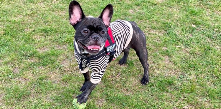 iPhone SE: mały, ale wariat. TEST