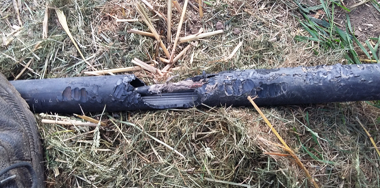 O gryzoniach, które lubią kable i nie gardzą światłowodem