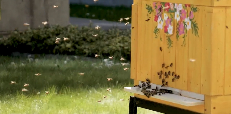 Zobaczcie, co dzieje się w pasiece Orange Polska