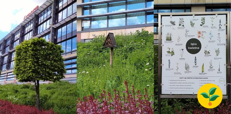 Pomóż zapylaczom, odwdzięczą się pracą