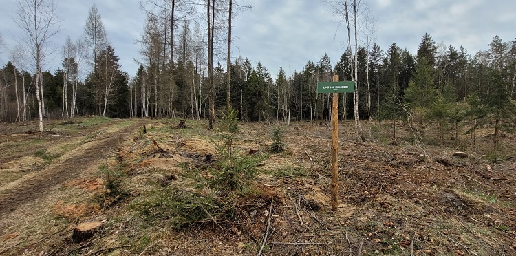 Posadziliśmy kolejny las dzięki klientom Orange!